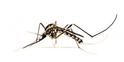 Oppdaget Norges sjeldneste mygg